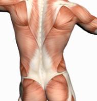 back muscle anatomy