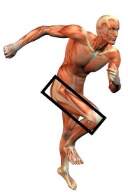 Body building anatomy image