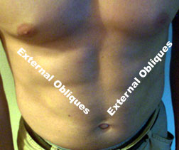 External Obliques