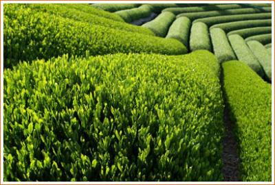 Picture of Green Tea Fields