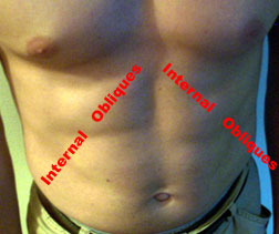 Internal Obliques