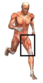 knee anatomy pictures