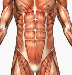 muscle anatomy