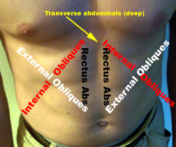 Abdominal Muscle Anatomy