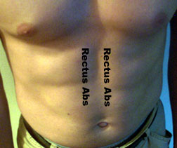 Rectus abs